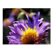 Untitled Aster Number 10 Post Cards