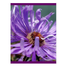 Untitled Aster Number 11 Postcards