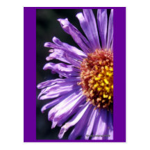 Untitled Aster Number 4 Post Card