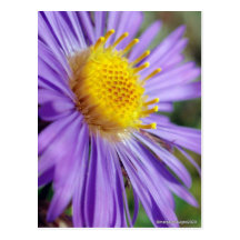 Untitled Aster Number 5 Post Card