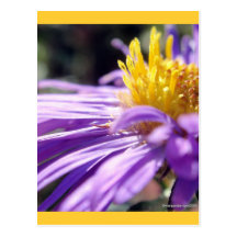 Untitled Aster Number 9 Postcards