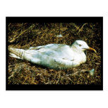 Untitled Post Card