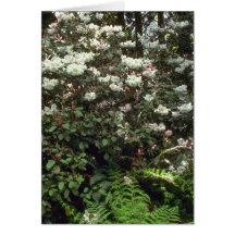 Untouched Wilderness Greeting Card