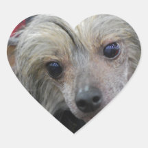 Unusual Chinese Crested Stickers