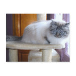 U'Onyx Cardiff Baby Blue 002 Cartes Postales