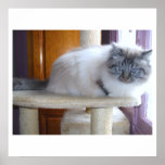 U'Onyx Cardiff Baby Blue 002 Posters