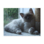 U'Onyx Cardiff Baby Blue 018 Cartes Postales