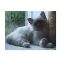 U'Onyx Cardiff Baby Blue 018 Cartes Postales