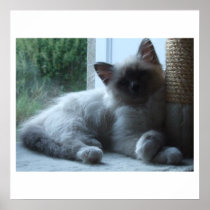 U'Onyx Cardiff Baby Blue 018 Affiches
