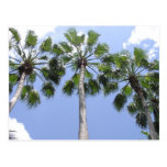 Up a Palm Tree Postcard