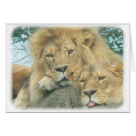 up close lions greeting cards