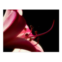 Up Close & Personal Postcard