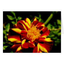 Up Close With A Marigold Greeting Cards