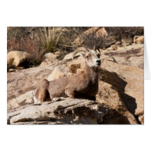 Up On A Pedestal Greeting Cards