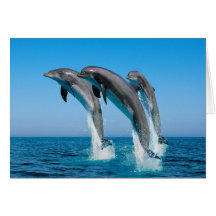 Up Up Up Dolphins Cards