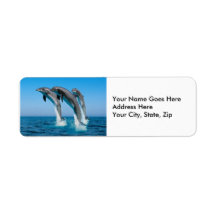 Up Up Up Dolphins Labels