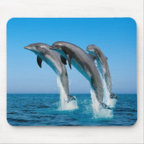 Up Up Up Dolphins mousepads