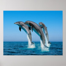 Up Up Up Dolphins Print