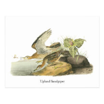 Upland Sandpiper, John Audubon Post Card