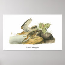 Upland Sandpiper, John Audubon Print