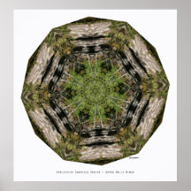 Upper Dells Birch 1 Poster