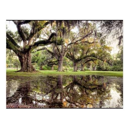Uptown New Orleans Rain Postcards