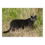 Urban Panther Business Cards
