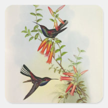 Urochroa Bougieri Square Stickers