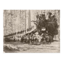 US Calvary protecting National Parks Post Cards