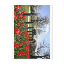 US Capitol spring flower Postcard
