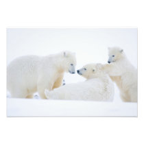 USA, Alaska, 1002 Coastal Plain of the Arctic