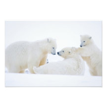 USA, Alaska, 1002 Coastal Plain of the Arctic Photo Art