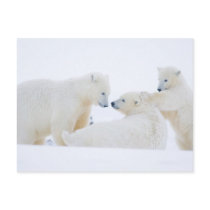 USA, Alaska, 1002 Coastal Plain of the Arctic Post Cards
