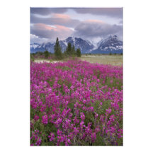USA, Alaska, Alsek River Valley. View of Photo Print