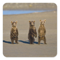USA. Alaska. Coastal Brown Bear cubs watch their Square Sticker