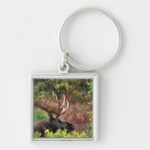 USA, Alaska, Denali National Park, Bull Moose Key Chain