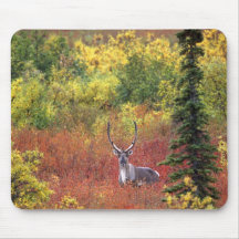 USA, Alaska, Denali National Park. Caribou and Mousepad
