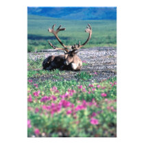 USA, Alaska, Denali National Park, Caribou