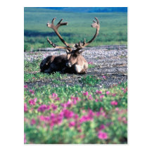 USA, Alaska, Denali National Park, Caribou Post Card