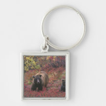 USA, Alaska, Denali National Park. Grizzly bear Keychain