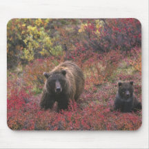 USA, Alaska, Denali National Park. Grizzly bear Mousepad