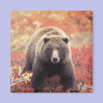 USA, Alaska, Denali NP, female Grizzly Bear magnets