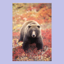 USA, Alaska, Denali NP, female Grizzly Bear photography