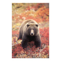 USA, Alaska, Denali NP, female Grizzly Bear