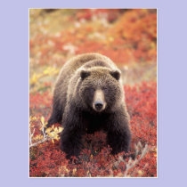 USA, Alaska, Denali NP, female Grizzly Bear postcards