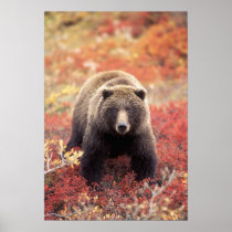 USA, Alaska, Denali NP, female Grizzly Bear