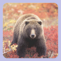 USA, Alaska, Denali NP, female Grizzly Bear stickers