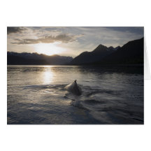 USA, Alaska, Glacier Bay National Park, Greeting Cards