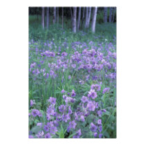 USA, Alaska, Hillberg Lake Wilderness Wild