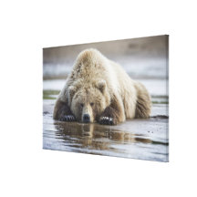 USA, Alaska, Katmai National Park, Brown Bear 4 Stretched Canvas Print